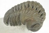 Detailed Austerops Trilobite - Excellent Eyes #204228-1